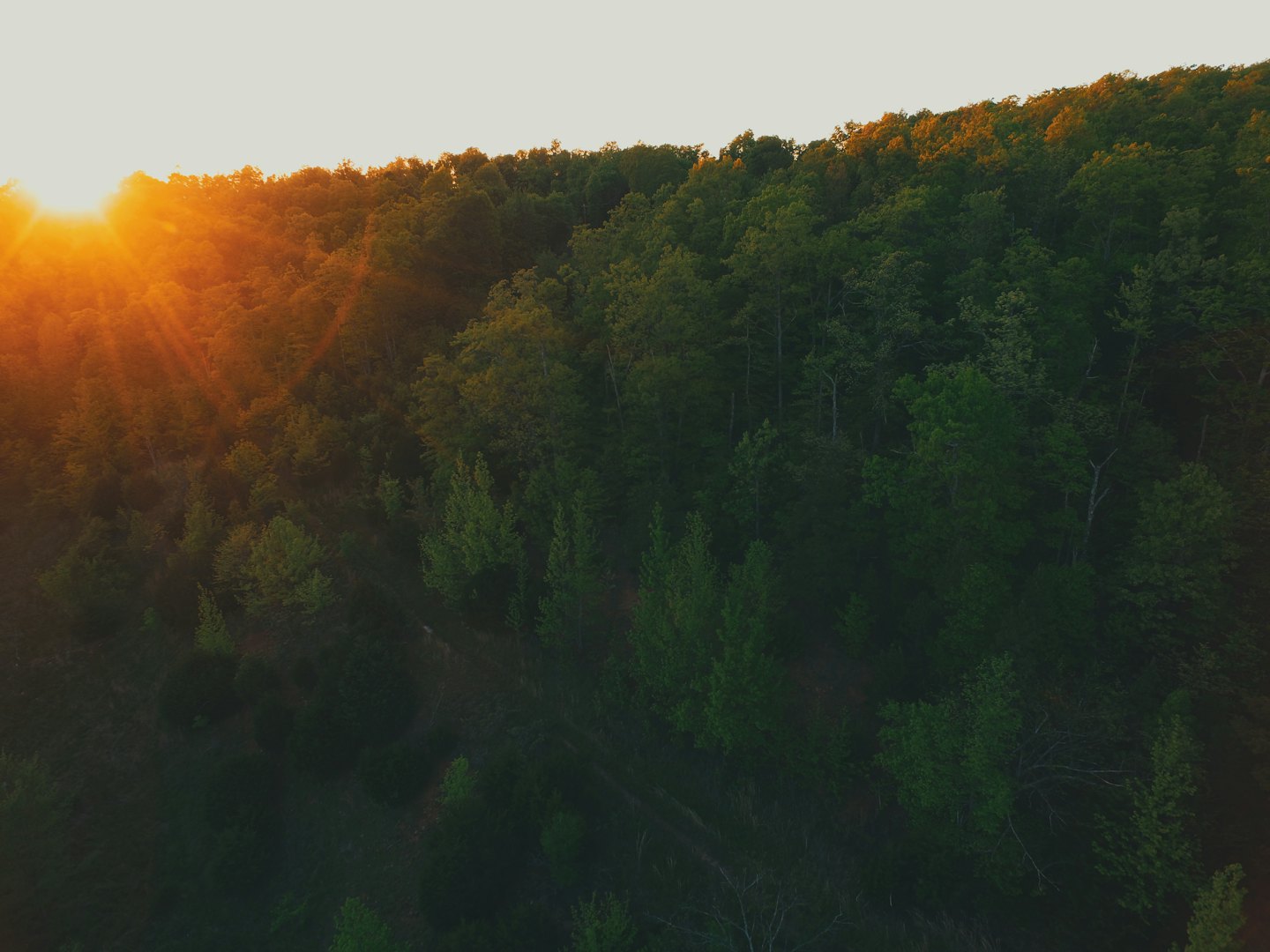 Dichter Wald bedeckt einen Berghang bei Sonnenuntergang.