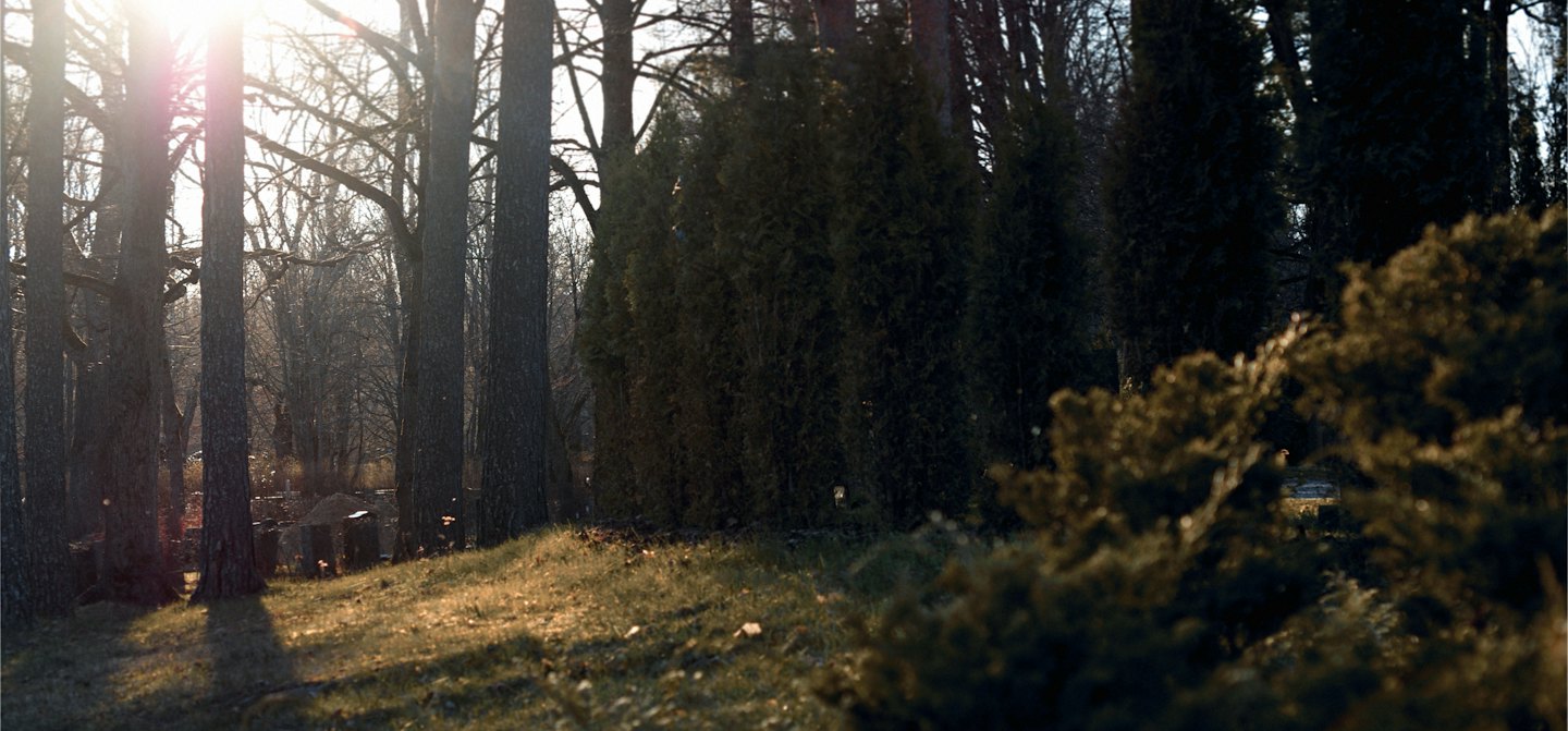 Hohe Laubbäume und immergrüne Sträucher stehen in einem Wald.