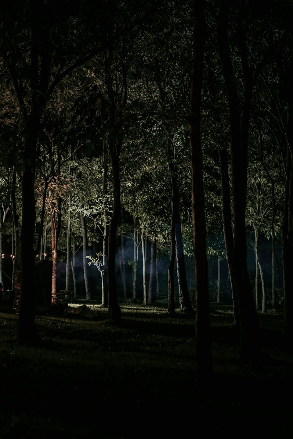 Künstliche Lichter beleuchten Rauch und Baumstämme in einem Wald.